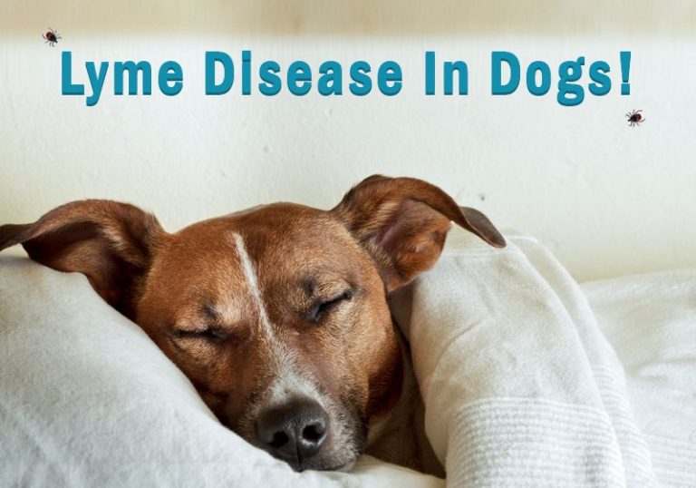 5 Clinical Symptoms Of Lyme Disease In Dogs - CanadaPetCare Blog
