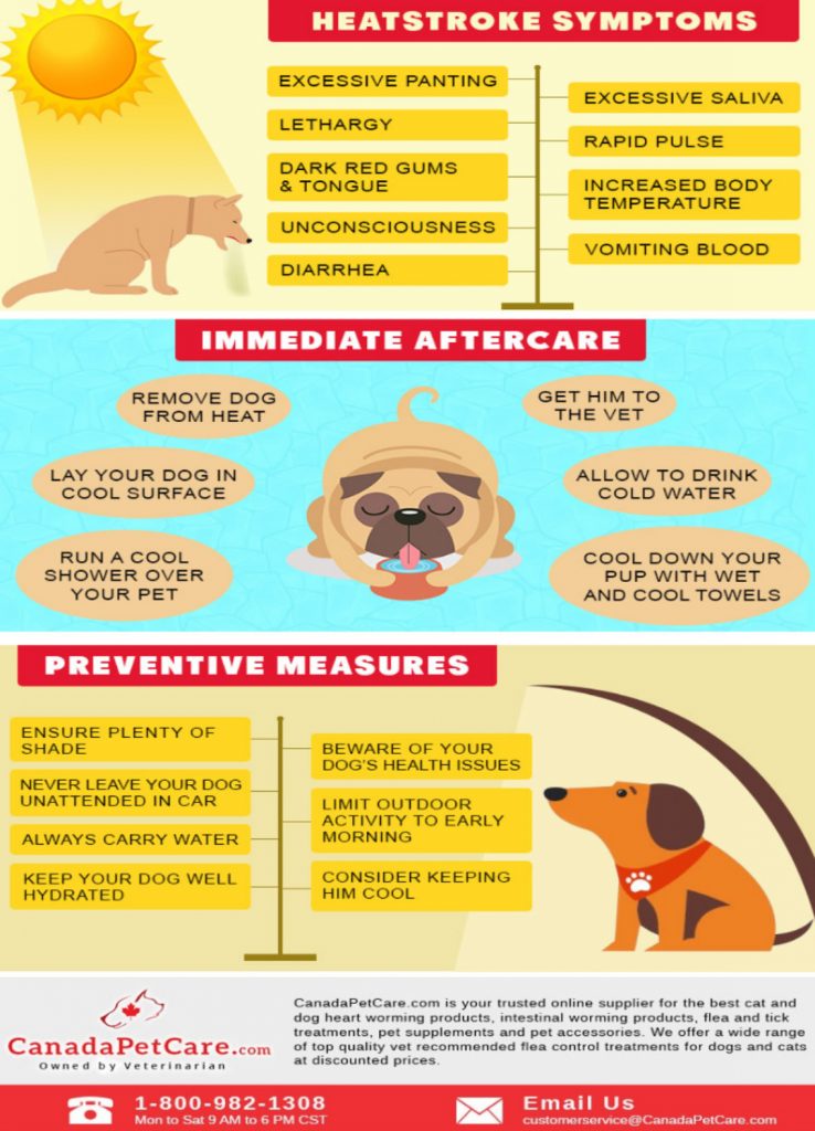 How Do You Treat Heat Stroke In Dogs