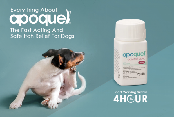 Apoquel: The Fast Acting And Safe Itch Relief For Dogs