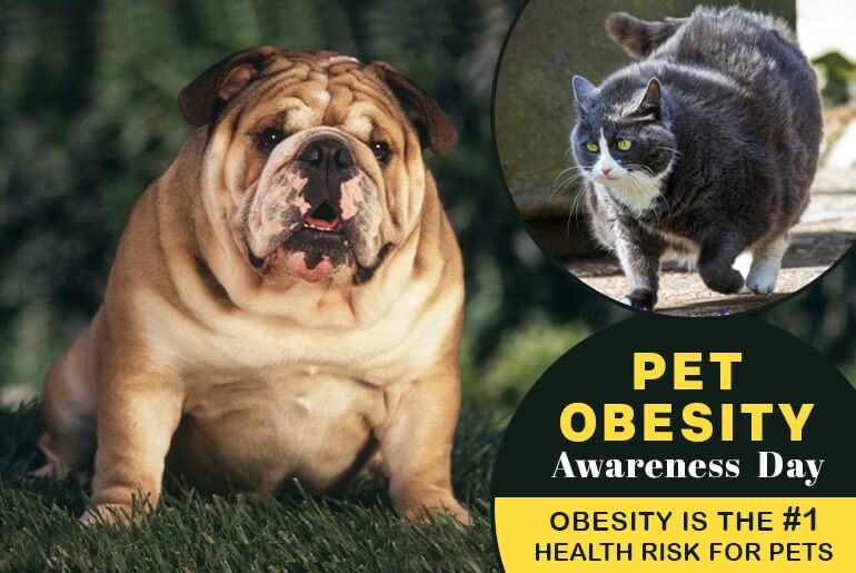 Healthy Pet Weight Ranges — Association for Pet Obesity Prevention