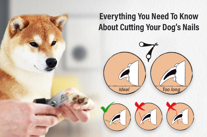 How to Trim A Dog's Nails? - The Petster