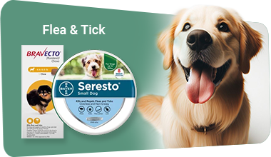 Flea and Tick