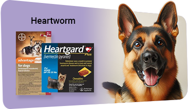 Heartworm